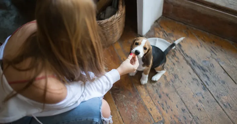 A young woman feeds a beagle puppy indoors, showcasing companionship and care.