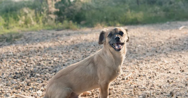 A cheerful small dog sitting on a sunlit gravel path outdoors.